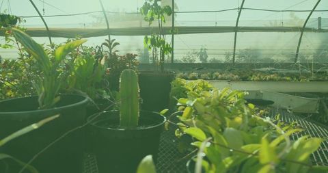 Flourishing greenhouse with potted plants and succulents