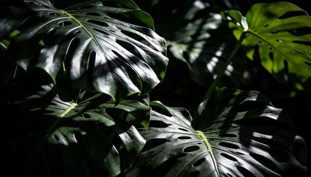 Glossy monstera deliciosa leaves showing dramatic light, deep fenestrations, vein texture