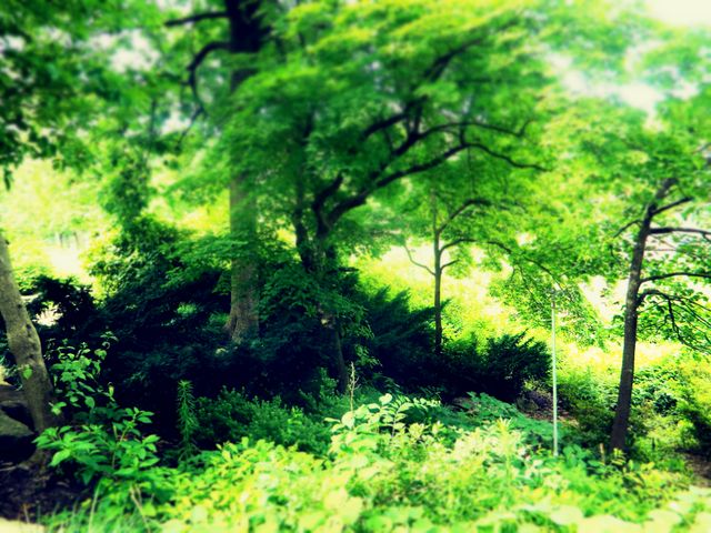 Lush Green Forest with Dense Vegetation in Daylight - Download Free Stock Photos Pikwizard.com