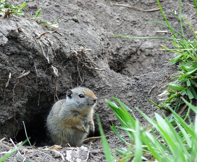 Ground squirrel poking head out of burrow in natural habitat. Ideal for wildlife documentation, nature-related blogs and articles, educational content on animals, and environmental awareness campaigns.
