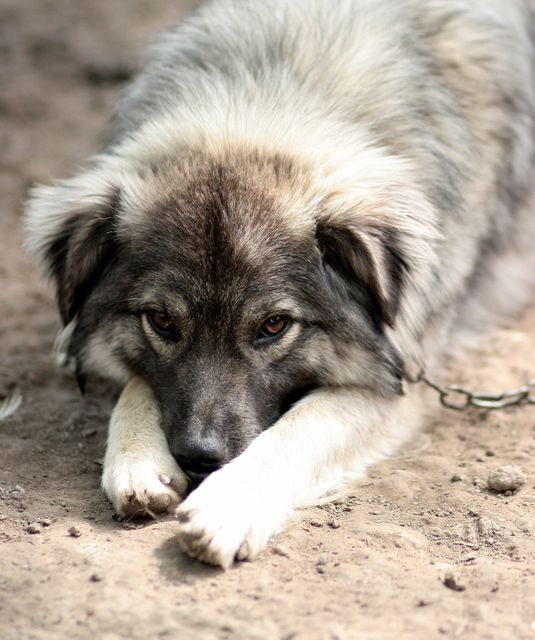 Large fluffy dog with shaggy fur lying on the ground, looking relaxed and calm. The dog is chained, suggesting it might be a guard dog or a pet in an outdoor area. Ideal for use in pet care advertisements, articles on responsible pet ownership, or veterinary services promotions.