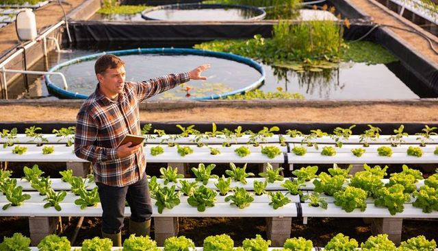 Pointing and checking hydroponic lettuce beds with tablet on sustainable aquaponics farm