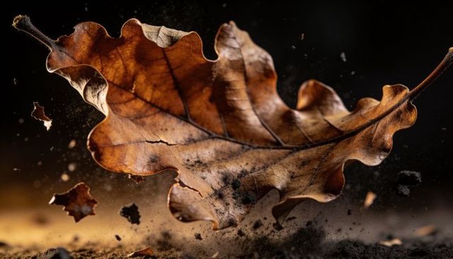 Floating dry oak leaf shedding dust and soil, macro closeup of curled brown autumn foliage