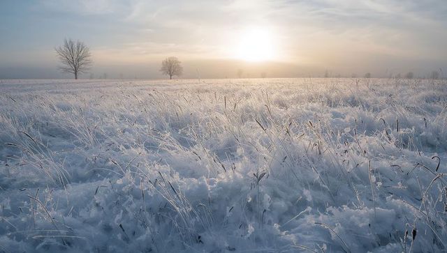 Glittering hoarfrost meadow at sunrise with frost-coated grasses and bare trees