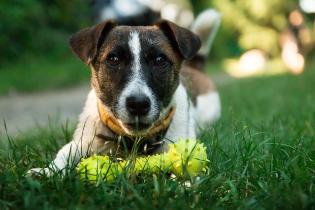 Terrier puppy lying on grass with a yellow toy. Could be used for topics related to pets, dog training, outdoor activities, and animal behavior. Great for promoting pet products, promoting animal-friendly spaces, or showcasing the joy of pet ownership.