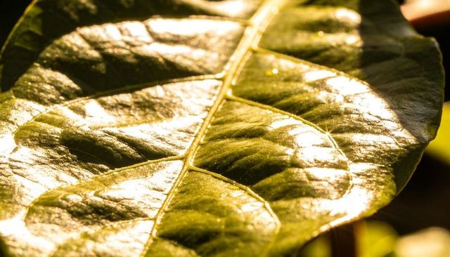 Sunlit glossy leaf showing quilted veins and reflective texture for nature backgrounds