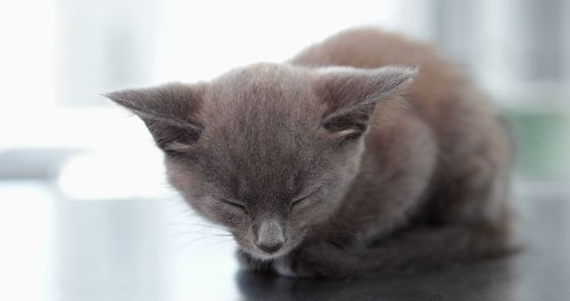 Little grey kitten sitting on the vets table with eyes closed