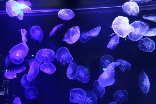 Mesmerizing Glow of Purple Jellyfish in Underwater Aquarium - Download Free Stock Photos Pikwizard.com