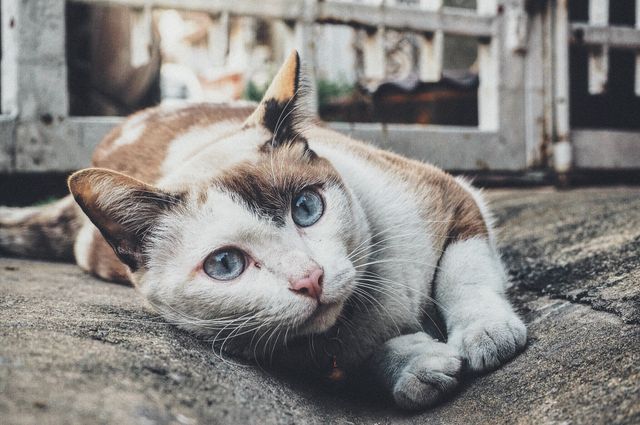 Relaxed Cat with Piercing Blue Eyes Lying on Concrete Pavement - Download Free Stock Photos Pikwizard.com