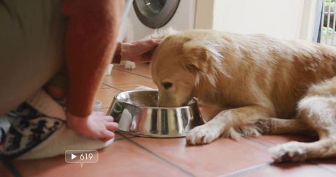 Golden Retriever Enjoying Meal at Home, Affectionate Companion