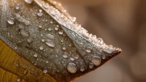 Macro video dew-covered autumn leaf revealing water droplets, central vein, warm bokeh