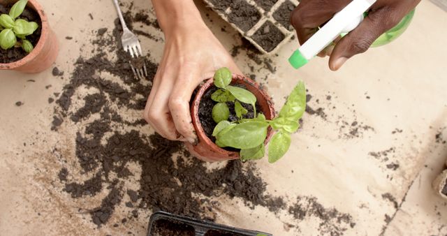 Hands potting young plant in soil, using spray bottle to water. Ideal for articles on gardening tips, sustainable living, plant care, DIY garden projects, and home gardening inspiration.