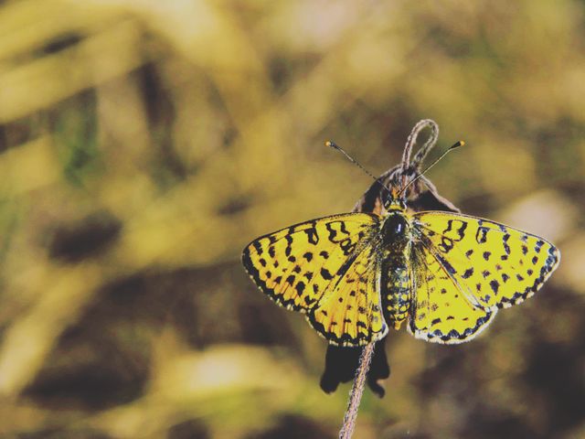 Close Up of Beautiful Yellow Spotted Butterfly on Twig - Download Free Stock Photos Pikwizard.com