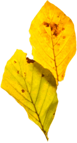 Yellow Autumn Leaves Isolated on Transparent Background - Download Free Stock Videos Pikwizard.com