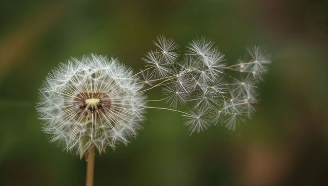 Dandelion releasing delicate seeds in meadow macro closeup with soft green bokeh