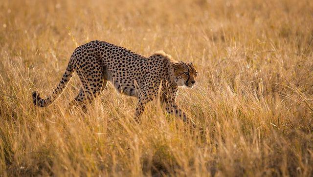 Cheetah Stealthily Walking Through Golden Savannah Grass