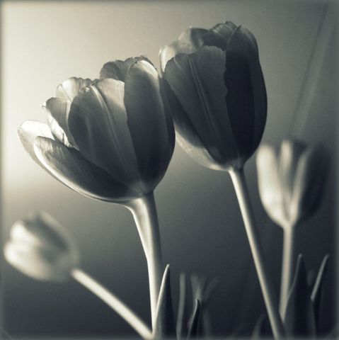 Monochrome Tulips Blooming in Soft Morning Light for Elegant Minimalism