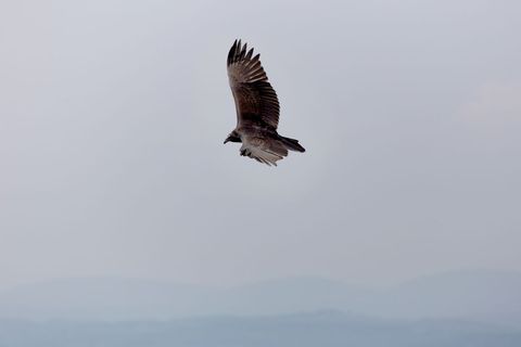 Solitary vulture soaring over misty blue hills with outstretched wings in pale sky