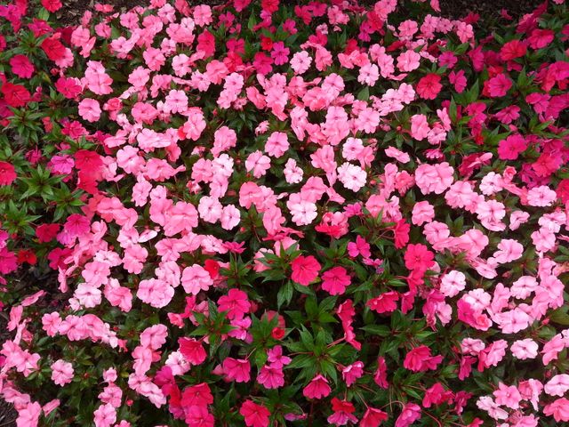 Close-Up of Colorful Impatiens Flower Bed - Download Free Stock Photos Pikwizard.com