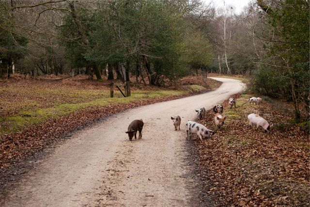Pigs Roaming on Forest Path in Lush Woodland Setting - Download Free Stock Photos Pikwizard.com