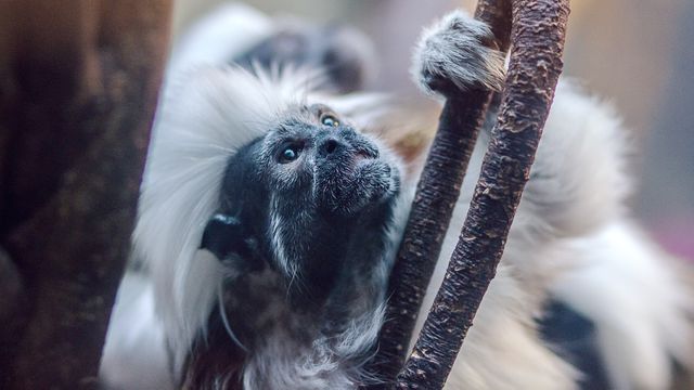 Cotton-top tamarin is climbing on a tree branch. The tamarin's distinct white-maned fur is prominently displayed. Perfect for use in educational materials about wildlife conservation, zoo advertisements or for nature magazines highlighting endangered primates.