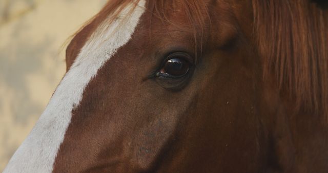 Close-up of a brown horse's face showcasing its eye and distinct white stripe. Useful for animal-themed articles, nature publications, and promotional materials for equine-related activities.