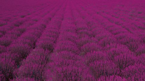 Vast Lavender Field during Blooming Season in Provence