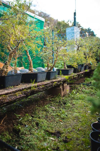 Diverse bonsai plant in pots at garden centre. specialist bonsai plant nursery, independent horticulture business.