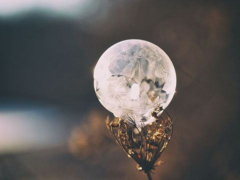 Frozen soap crystal ball bubble sitting on plant in natural light
