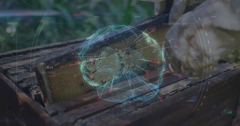 Holographic Brain Projected over Honeycomb in Apiary Setting