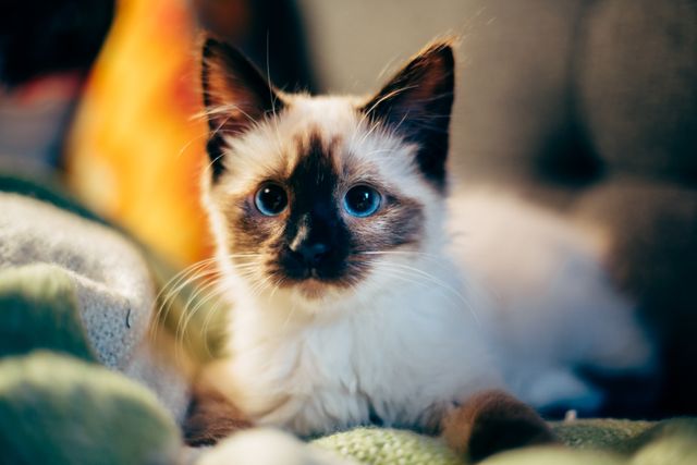 An adorable fluffy kitten with striking blue eyes is lying on a cozy blanket. This photo captures the essence of cuteness, curiosity, and domestic tranquility. Great for use in pet care advertisements, websites dedicated to pets, educational materials about cats, or social media content promoting domestic animals and their well-being.