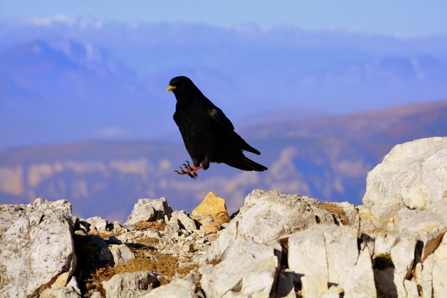 Black bird hovers above rocky terrain in mountainous background, showing contrast against pale rocks. Ideal for use in nature documentaries, wildlife photography collections, alpine trekking advertisements, and birdwatching enthusiasts' materials.