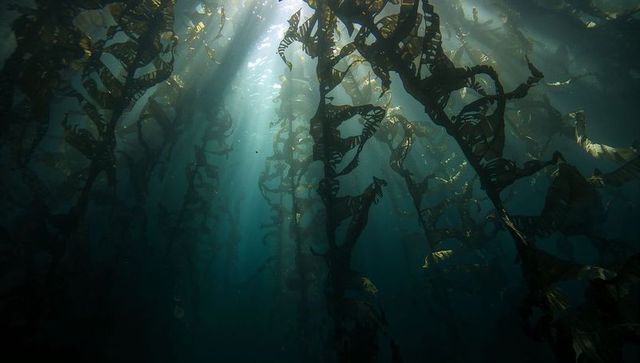 Swaying kelp columns rising through sunlit blue depths with drifting plankton and shafts