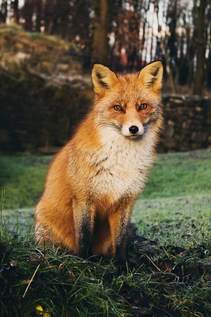 Red fox sitting on grass in its natural habitat, readable expression with forest background. Perfect for wildlife blogs, environmental campaigns, educational materials about fox species, or nature-themed magazines.