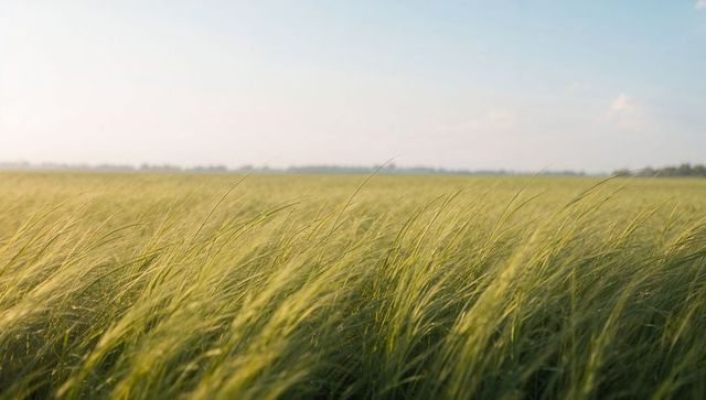 Swaying tall green grass stretching to distant horizon at golden hour