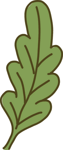 Stylized Green Oak Leaf Illustration on Transparent Background - Download Free Stock Videos Pikwizard.com