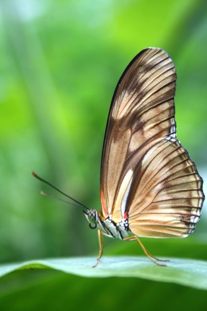 Close-Up of Brown Butterfly Perched on Green Leaf in Vibrant Nature - Download Free Stock Photos Pikwizard.com