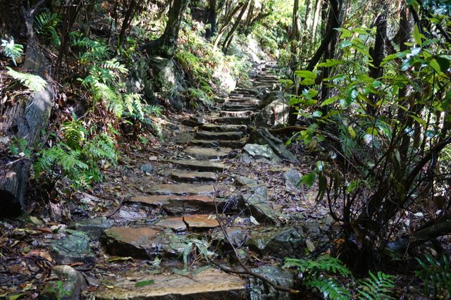 Stone pathway winding through dense forest with lush vegetation. Ideal for use in articles about nature hikes, outdoor adventures, trekking destinations, and exploring natural landscapes.