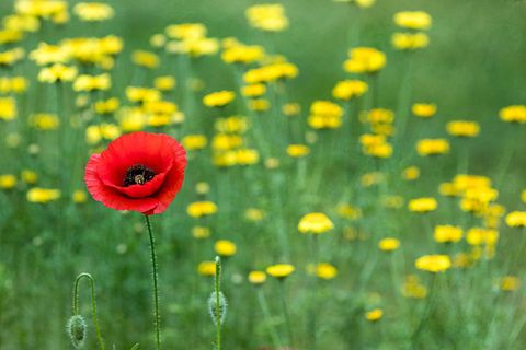 Red Poppy Standing Alone in Wildflower Meadow with Yellow Blossoms and Bokeh Background