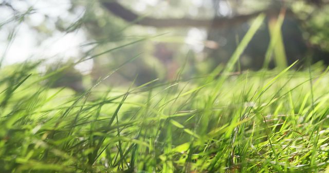 Close-up of vibrant green grass blades basking in sunlight, perfect for use in nature campaigns, eco-friendly advertisements, or background textures for websites. Captures essence of fresh outdoor environments.