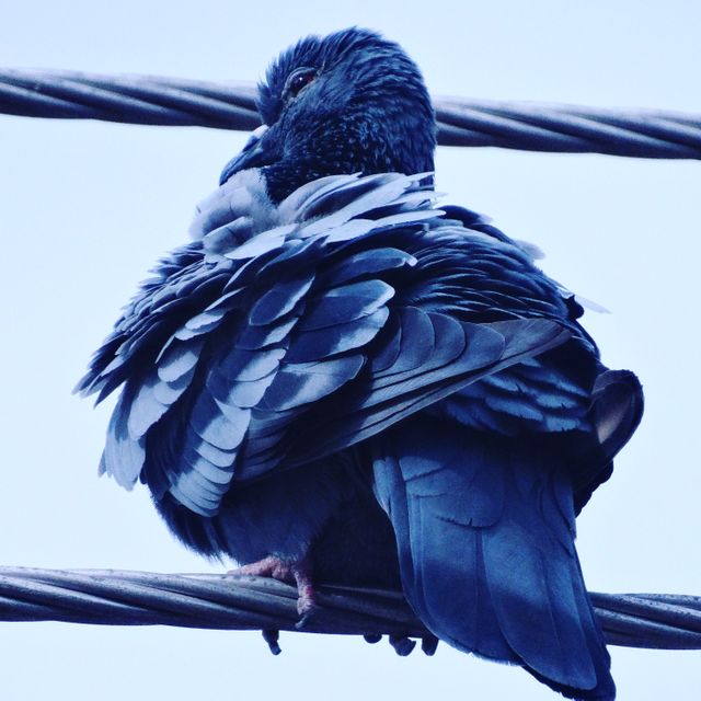 Pigeon sits perched on wire with fluffed feathers, displaying detailed plumage against a clear blue sky. Perfect for topics on urban wildlife, city nature, bird behavior, and outdoor settings.