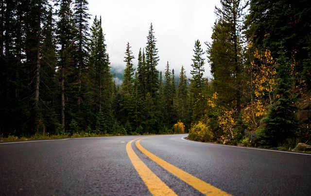 Picture showcases an empty winding road with double yellow lines cutting through a dense forest covered with lush green pines and some yellow autumn foliage. The mist in the background adds a serene and tranquil ambiance ideal for travel, nature, and outdoor adventure themes. Perfect for illustrating road safety, travel guides, nature trips, or scenic routes.