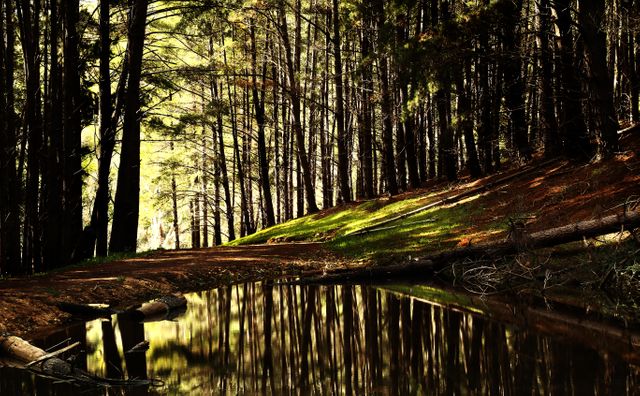 Image depicts a secluded forest trail running alongside a calm pond which beautifully reflects the surrounding trees. Sunlight filters through the branches, creating a peaceful and inviting scene. Perfect for marketing campaigns related to outdoor activities, nature explorations, and vacation retreats. Useful for travel guides, environmental promotions, and landscape photography collections.