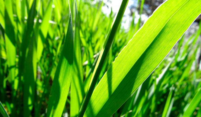This image captures the beauty of green grass blades on a sunny summer day, showcasing details and vibrancy. Ideal for use in gardening websites, environmental campaigns, and lifestyle blogs, and as a background or nature-related content. Perfect for illustrating concepts of growth, summer, and nature.