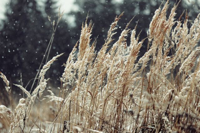 Snow covered wheat stalks in a winter field, with a forest blurred in the background, provide a serene and tranquil scene of nature's beauty during the cold season. This image is ideal for use in agricultural publications, seasonal greetings, winter-themed marketing material, or as a background for various nature-related content.