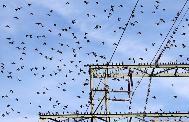 Flock of birds is sitting on power lines under a clear blue sky. Perfect for illustrations of wildlife behavior, nature conservation, and environmental themes. Also suitable for educational materials about bird species and their migration patterns.