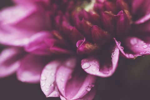 Pink dahlia petals showing water droplets in soft focus macro floral detail