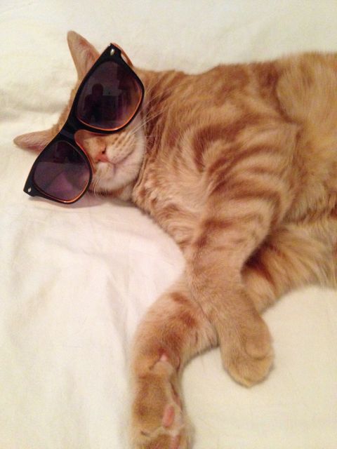 Cool Orange Tabby Cat Relaxing with Sunglasses - Download Free Stock Photos Pikwizard.com