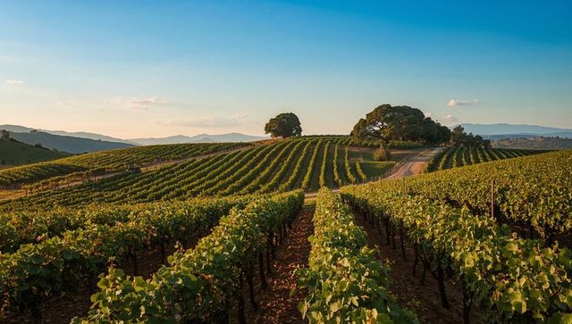 Sunlit Vineyard Horizon with Oak Trees Dominating Hill