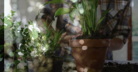 Gardener Potting Plants in Sunlit Room for Therapy and Relaxation
